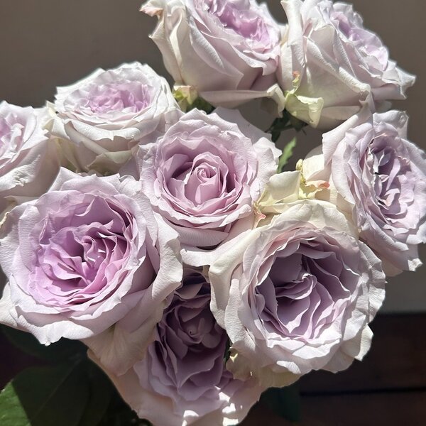 Andrea - Андреа