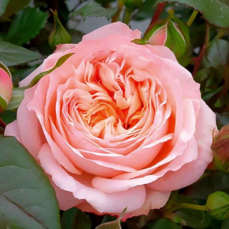 Сурір де Хавр (Sourire du Havre)