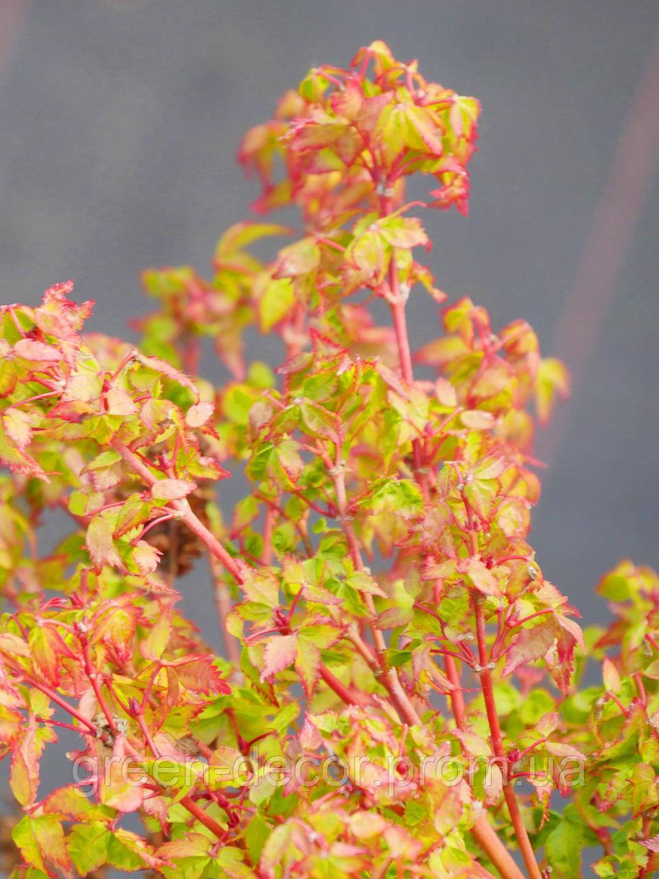 Клен пальмолистий Літл прiнцес Acer palmatum Little Princess/h50-60