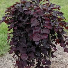 Церцис канадський "Рубі Фолс" Cercis canadensis ‘Ruby Falls’ /h60-80