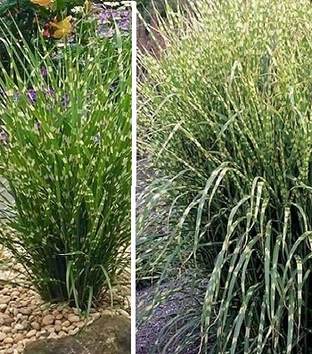 🌾 Miscanthus sinensis "Little Zebra"