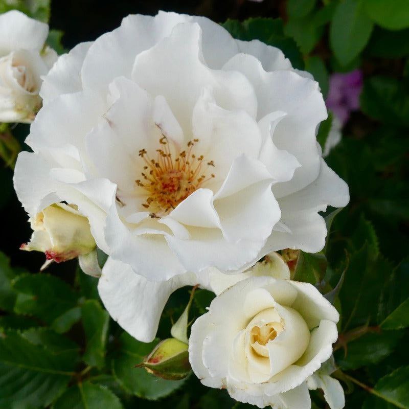 Маргарет Мерріл (Margaret Merril)