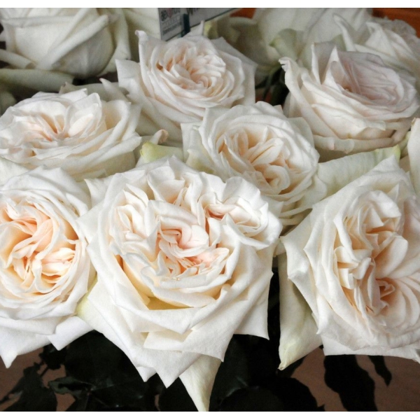 Вайт Охара — White O’Hara