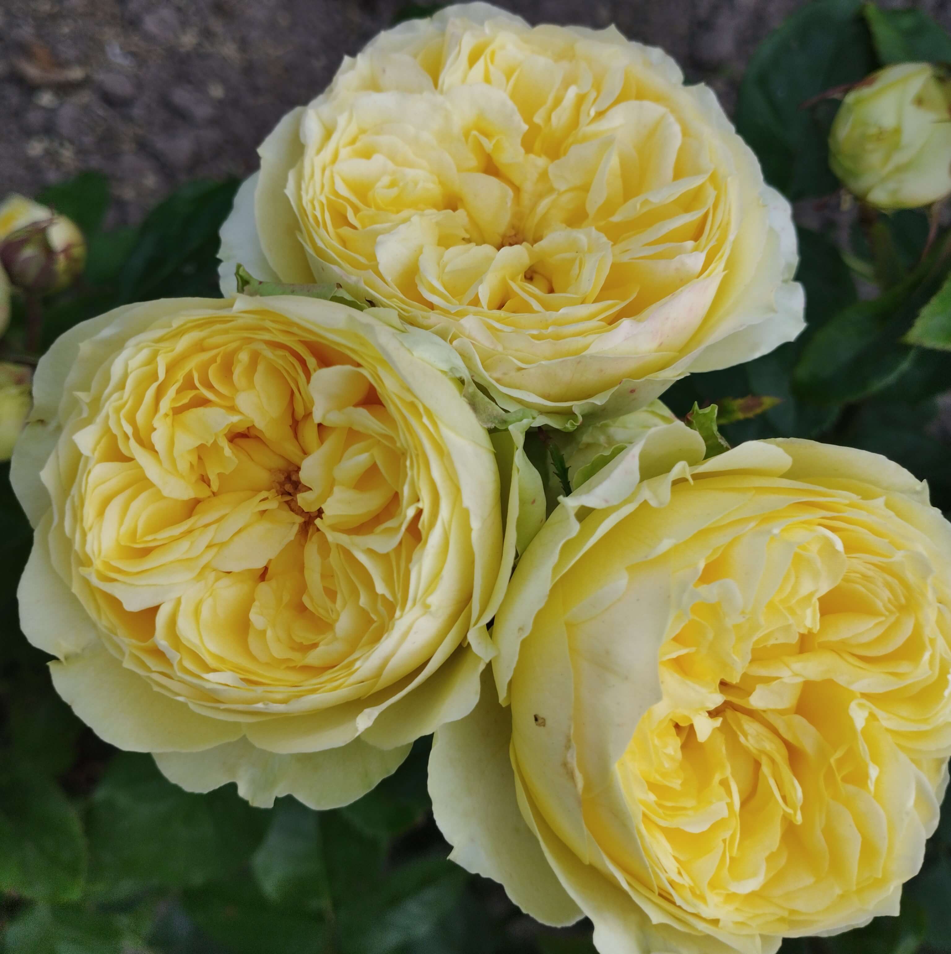 Каталіна (Catalina)