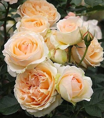 🌹 Троянда флорибунда "Genevieve Orsi"