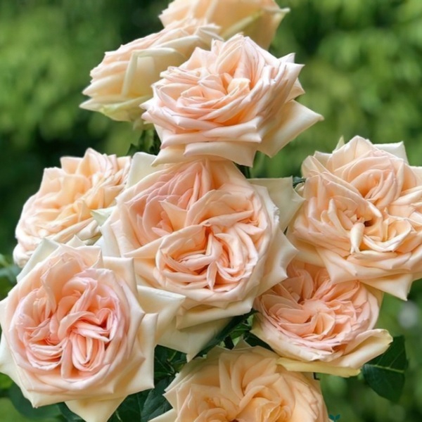 Принцеса Мая — Princess Maya