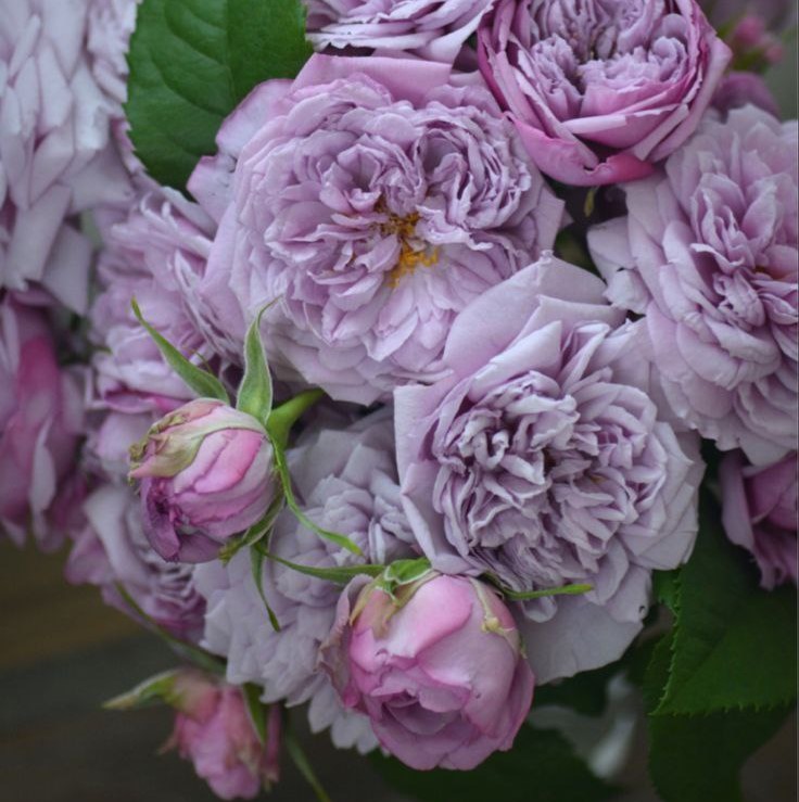 Ле Сіль Блу (Le Ciel Bleu)