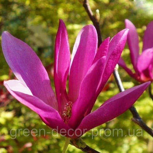Магнолія 'Susan' (Magnolia 'Susan') — 100-150, C7,5