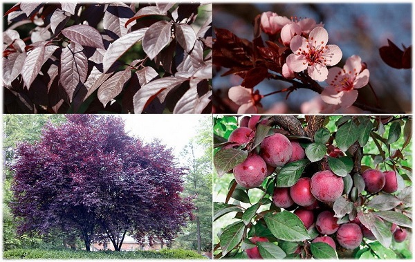 Слива Піссарді