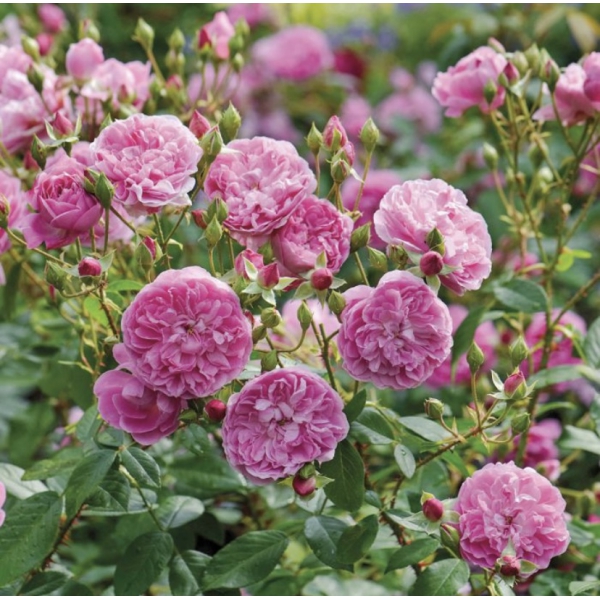 Харлоу Карр — Harlow Carr