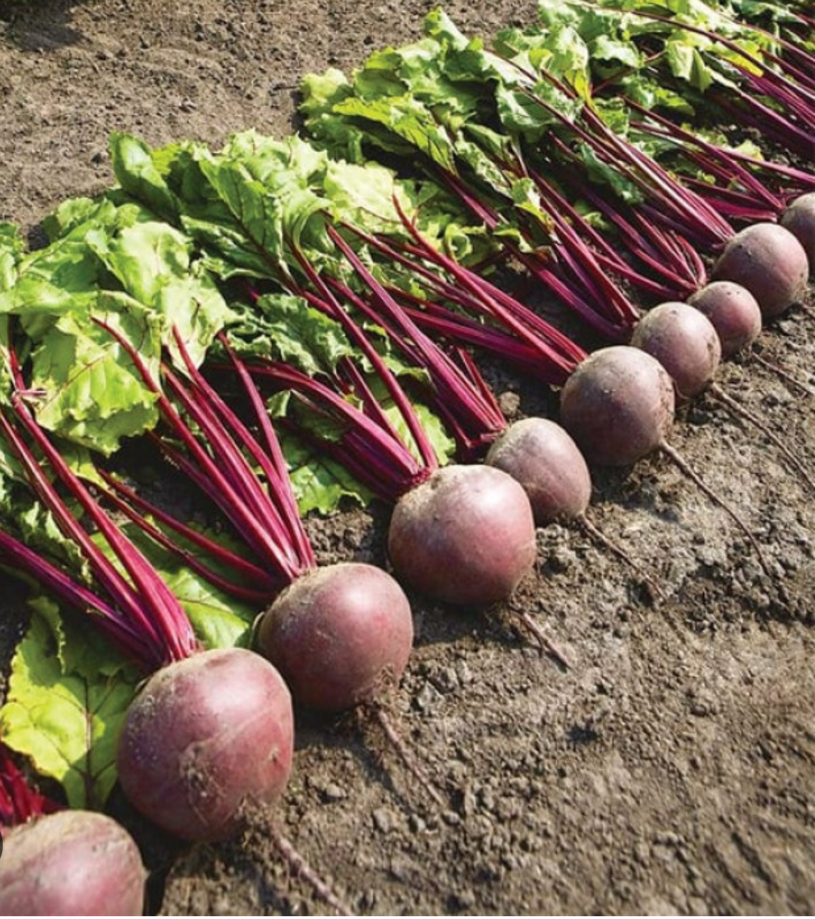 Буряк Пабло F1 (200 н) Бейо