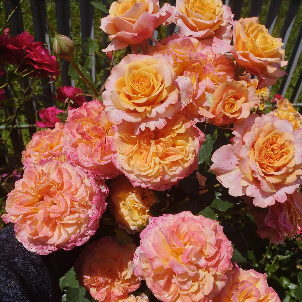 Ла Вілла Кота (La Villa Cotta)