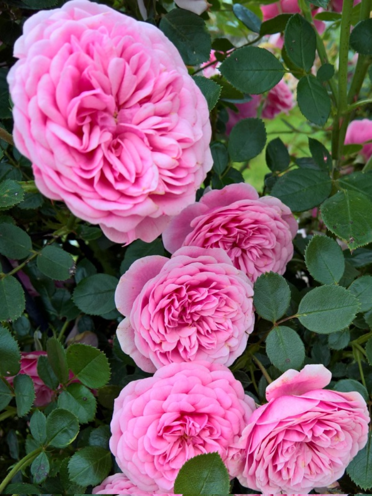 Троянда чайно-гібридна Eva