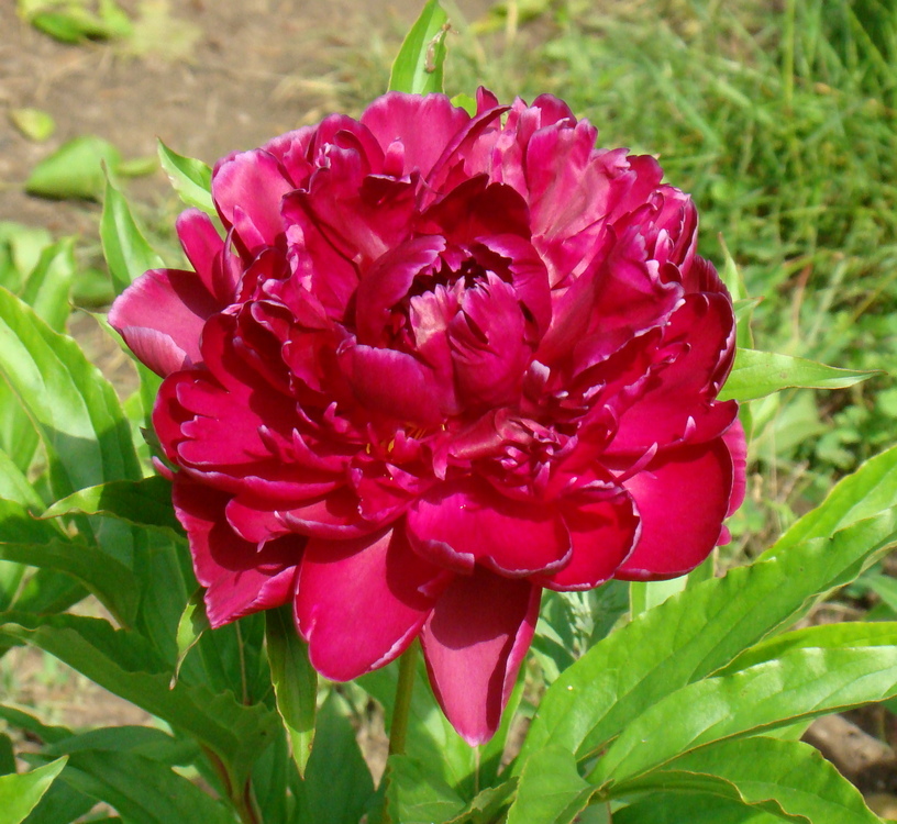 Green Lady - Duo Ye Zi