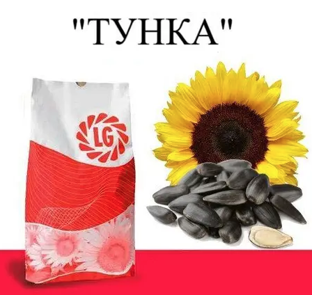 Насіння соняшнику Тунка Limagrain, насіння високоврожайного соняшнику Лімагрейн