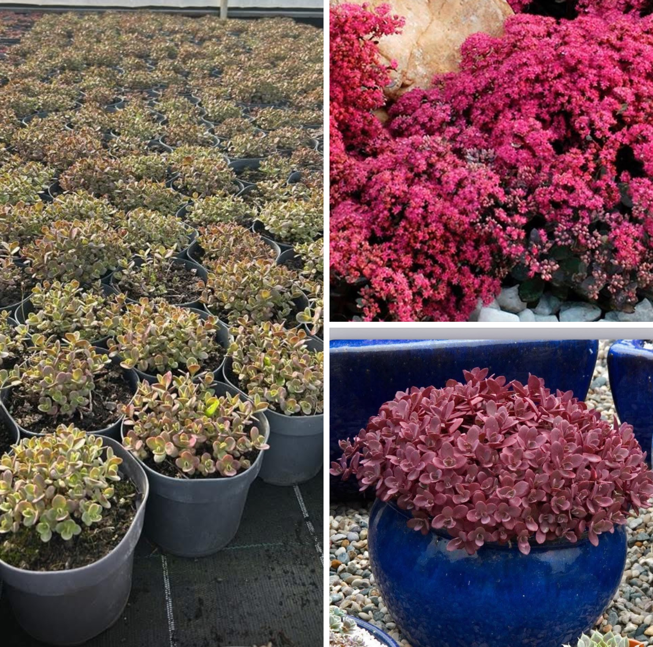 Очиток фаер крекер 1,5 л