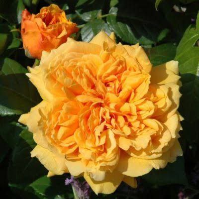 Лео Тату (Leah Tatu)