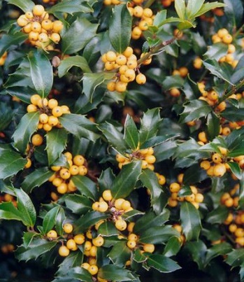 🌿 Падуб "Golden Girl"