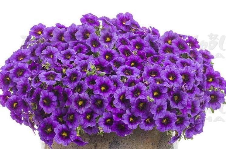 Калібрахоа Superbells Grape Punch