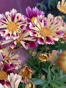 Кореопсис Solanna Bright Touch (в горщику р.10)