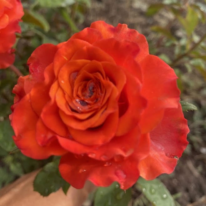 Табаско — TABASCO