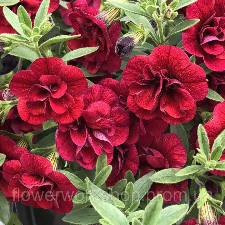 Калібрахоа Superbells Double Ruby ( в горщику )