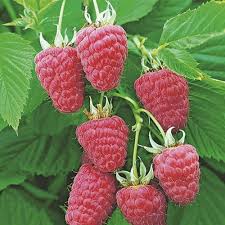 Малина Жанна Орлеанська