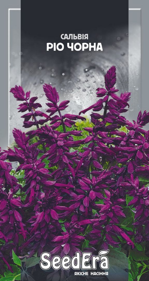Hасіння Квіти Сальвія блискуча Рio (чорна), 0,2 г