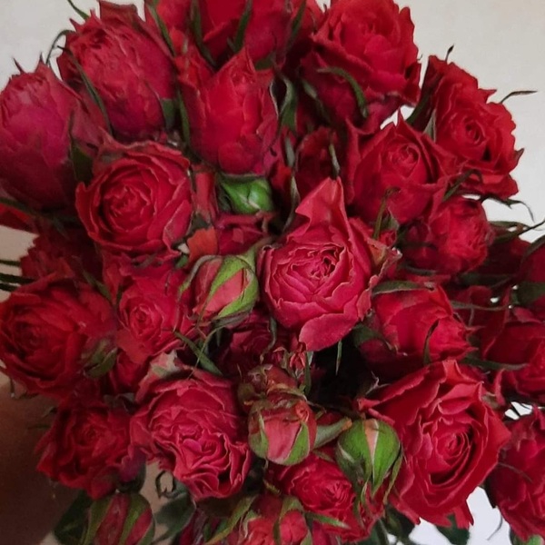 Белла Лінда Брік — Bella Linda Brick