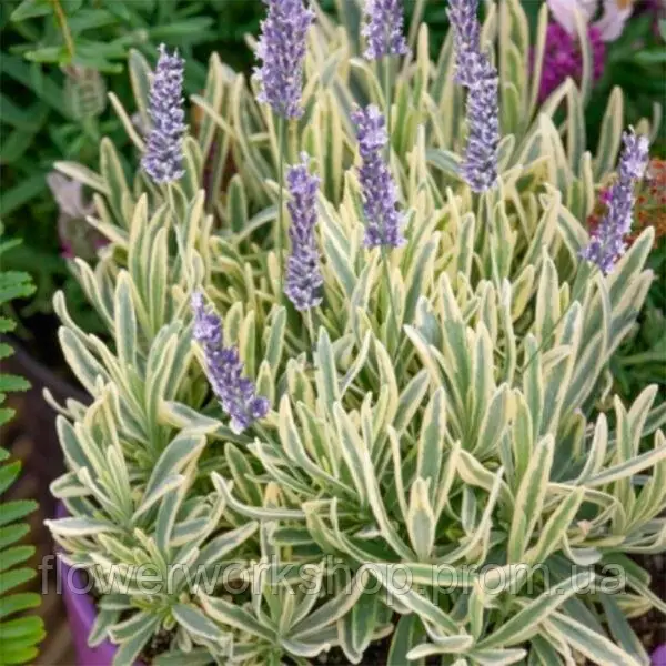 Лаванда Рlatinum Blonde ( касетна розсада )