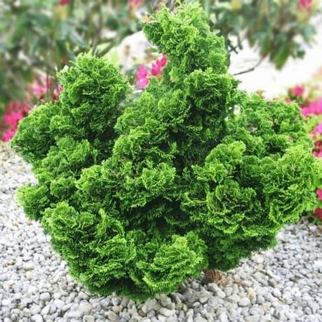 Кипарисовик Nana Gracilis