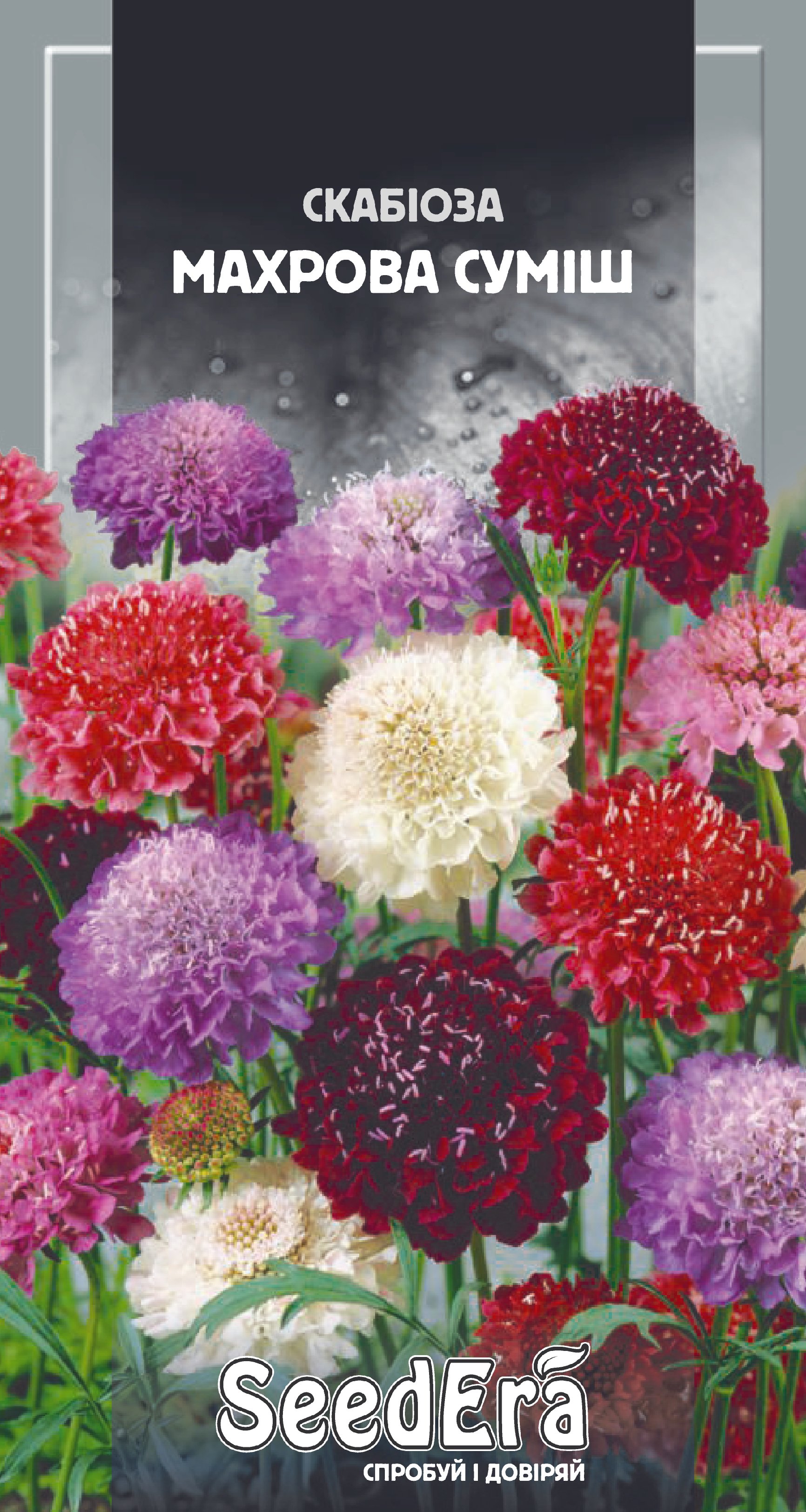 Насіння Квіти Скабіоза низькоросла махрова суміш, 0,1 г