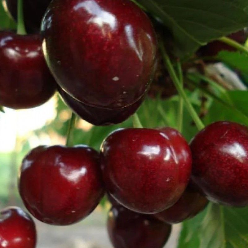 Черешня 