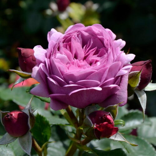 Тельма — Thelma