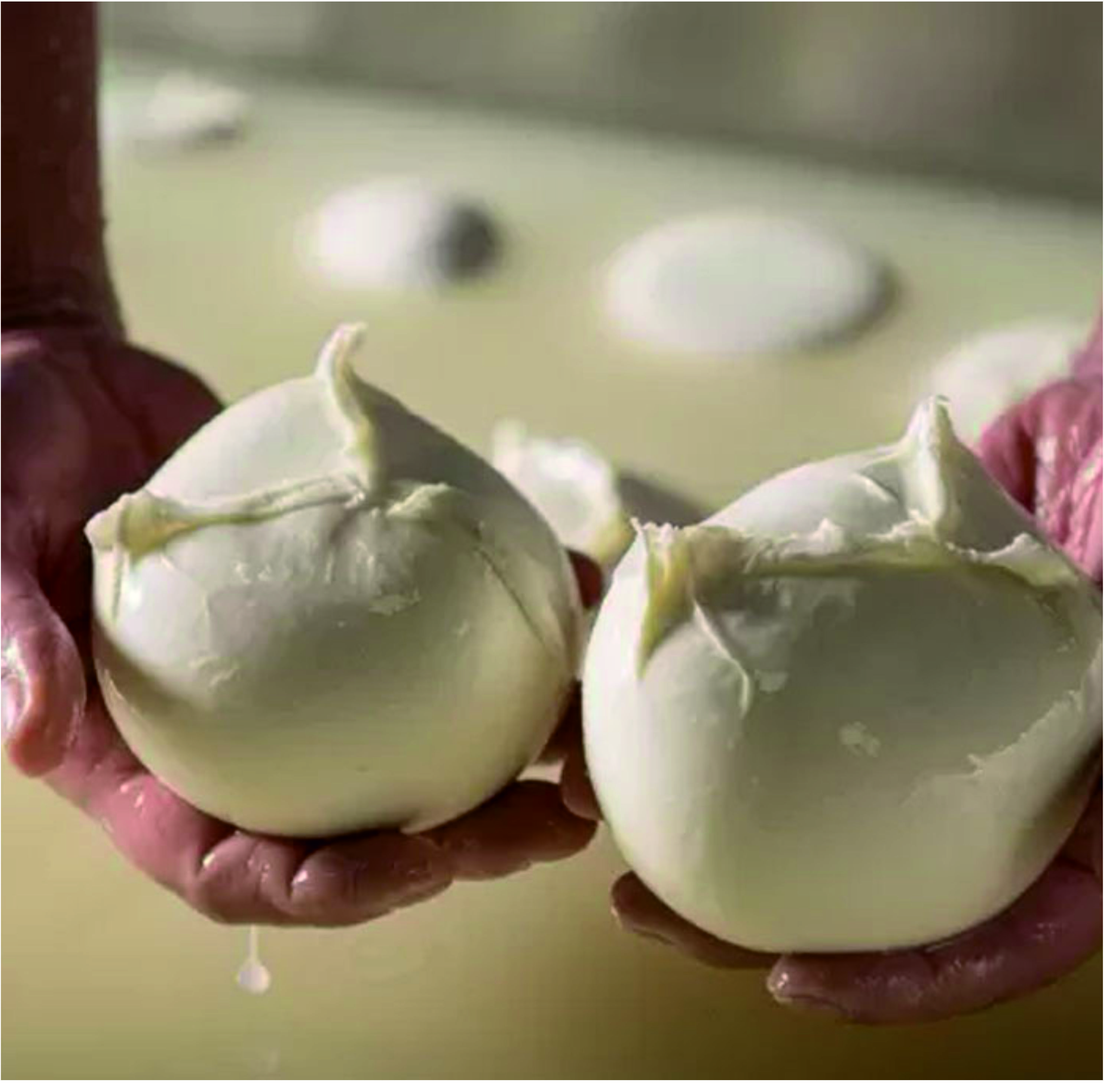 MOZARELLA LUX Manfredini Simone