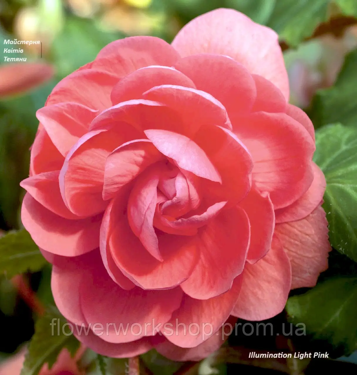 Бегонія ампельна Illumination Light Pink (касетна розсада)