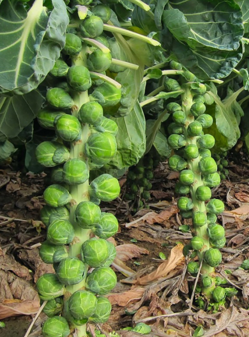 Капуста брюс.Гронігер 0,5 г (Агро Майстер)