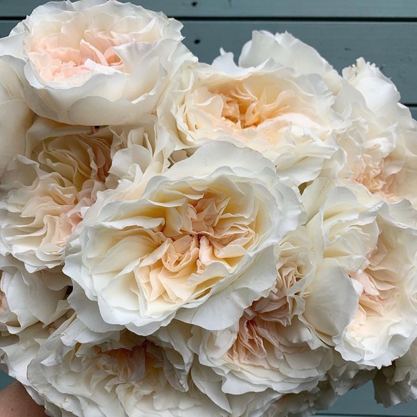 Євгенія — Eugenie