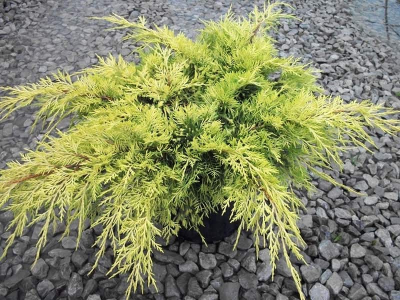 🌿 Ялівець середній 'Gold Star' (Juniperus × media 'Gold Star') в горщику Р9