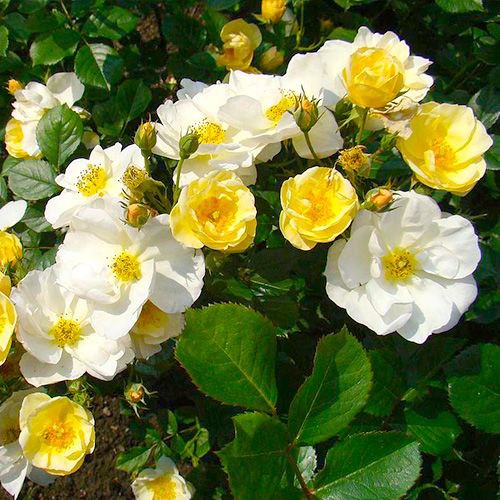 Омі Освальд (Omi Oswald)