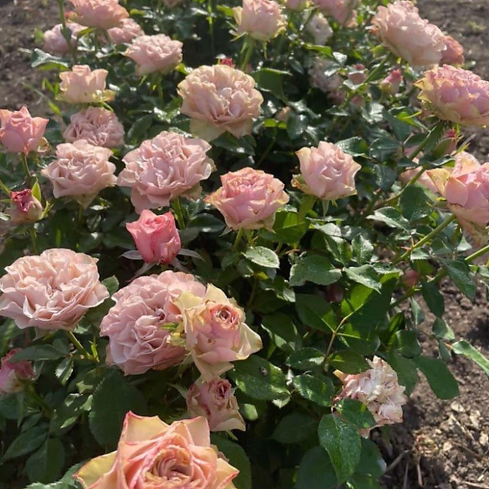 Бурбон Стріт — Bourbon Street