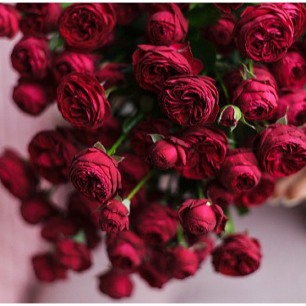 Марун — Maroon