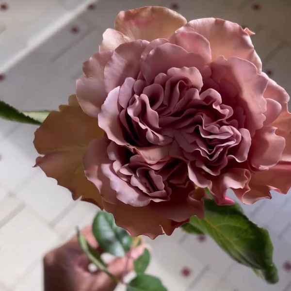 Кафе Латте — Cafe Latte