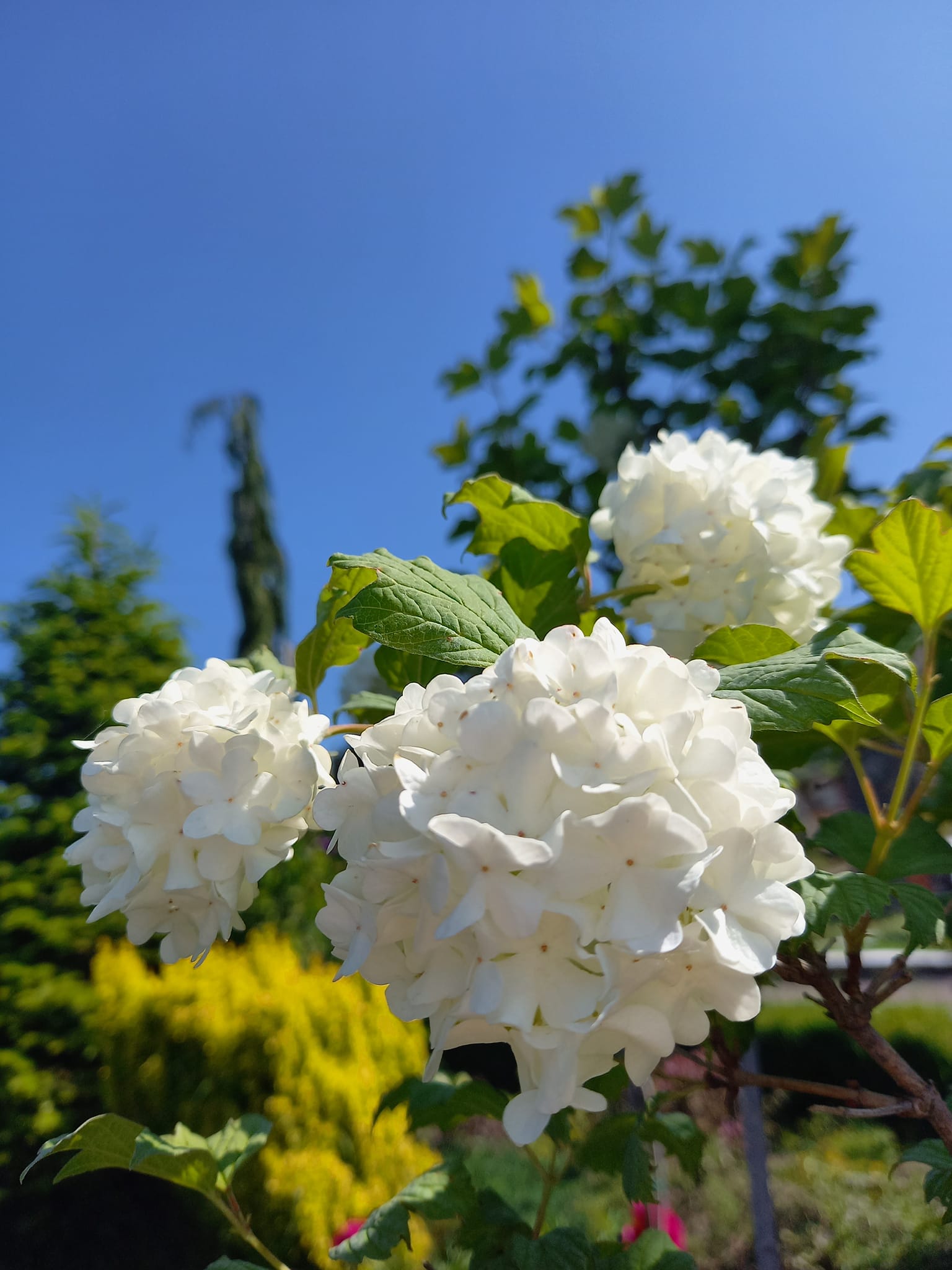 Калина Бульденеж