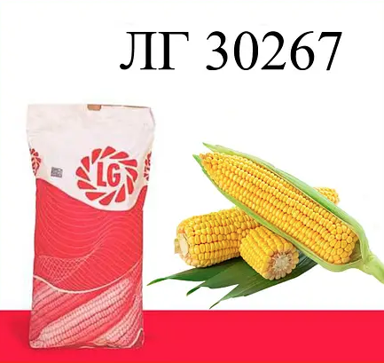 Насіння кукурудзи LG 30267 Limagrain ФАО 260 Кукурудза високої врожайності
