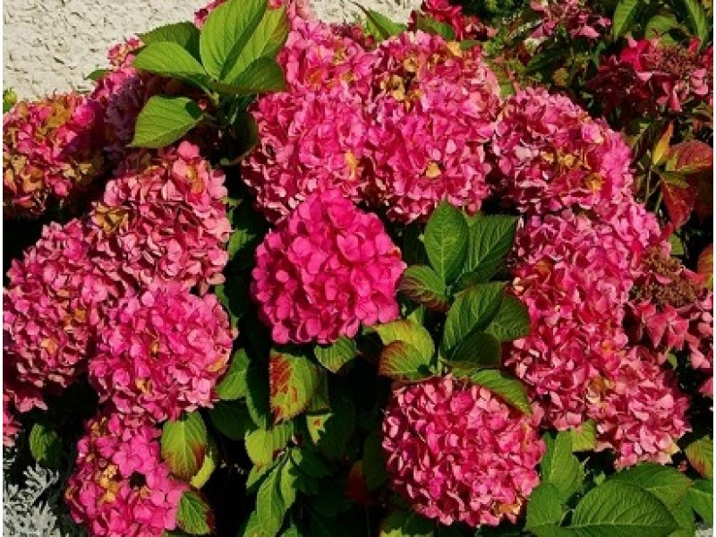 🌸 Гортензія широколиста 'Alpengluhen' (Hydrangea macrophylla 'Alpengluhen') в касеті