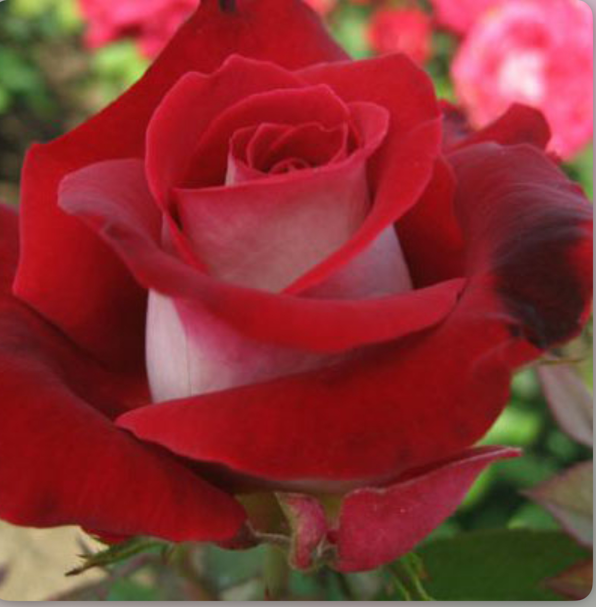 Троянда Люксор 2р.(ЗКС)