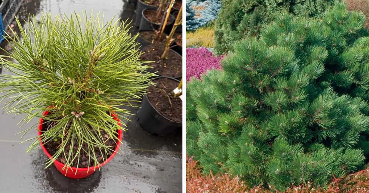 Сосна Хорнібрукяна 750 грн