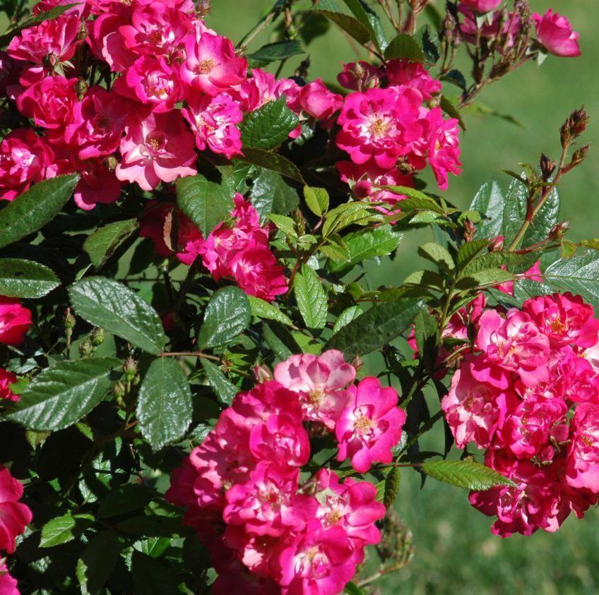 Робін Гуд (Robin Hood)