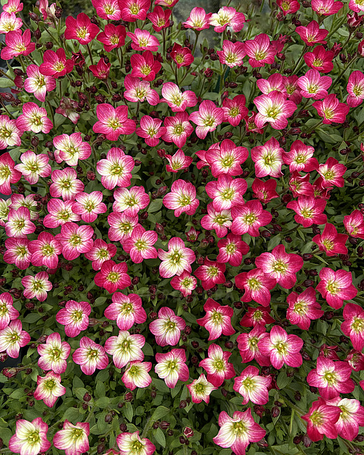 Cаксіфрага Alpino Early Picotee.